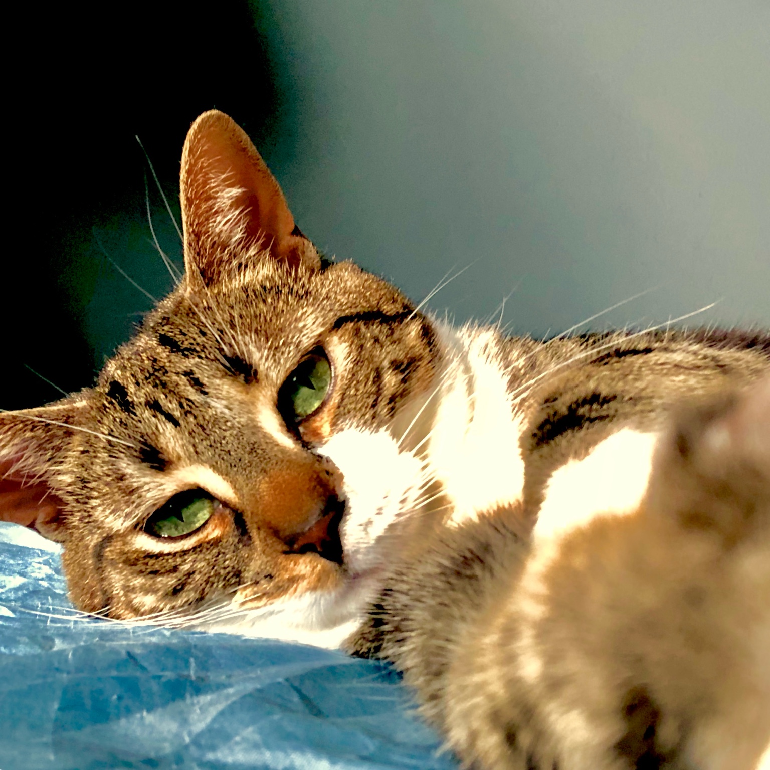 Siva Cat